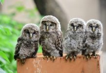 Определена самая смешная фотография дикой природы 2017 года